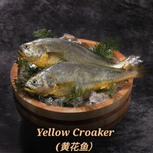 Yellow Croaker